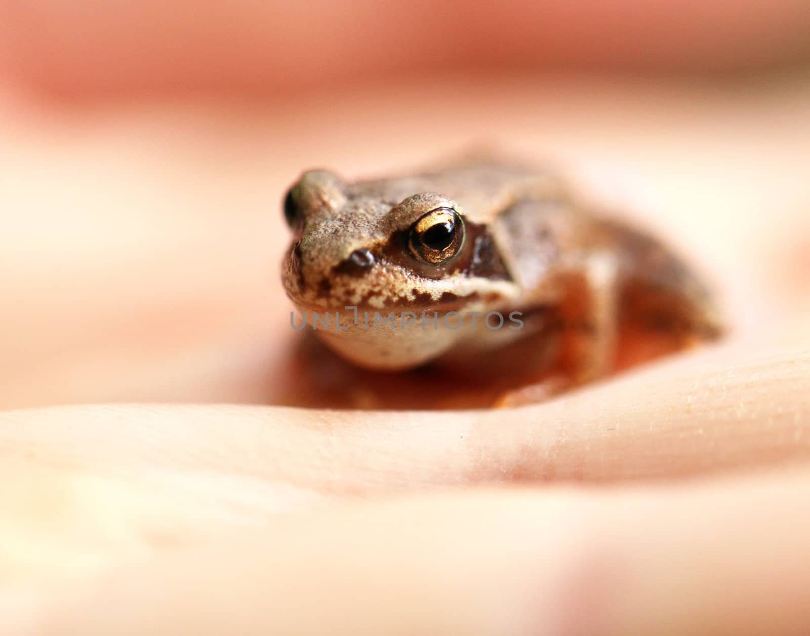 A small brown frog on hand
