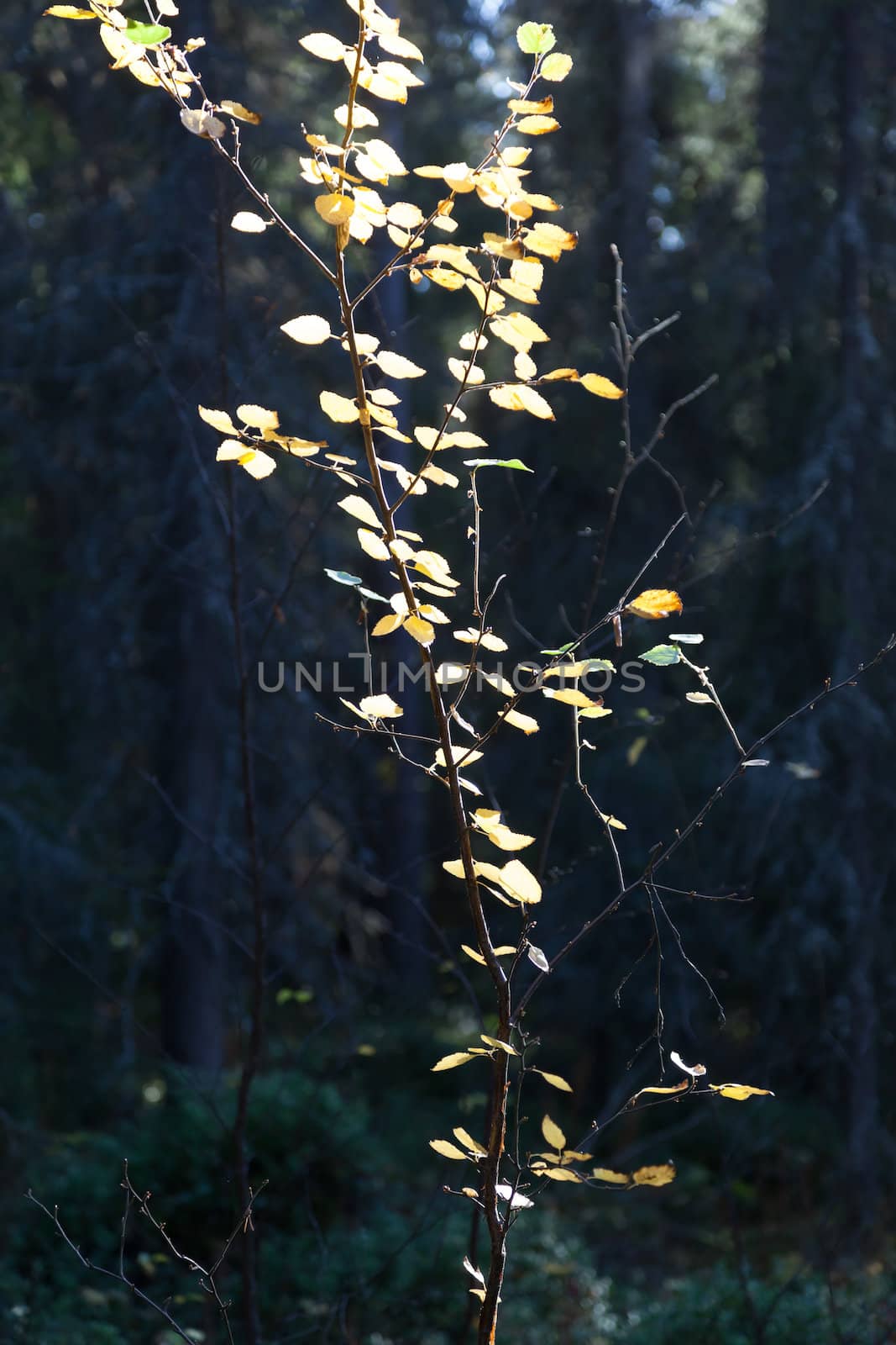 A tree with golden leaves against the dark blue of the forest. An unusual fairytale landscape