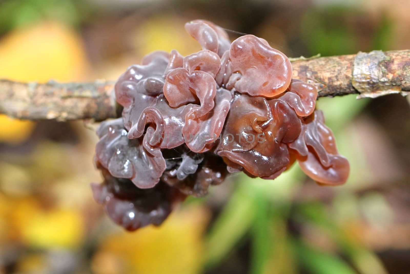 fungus resembling jelly mesenterica