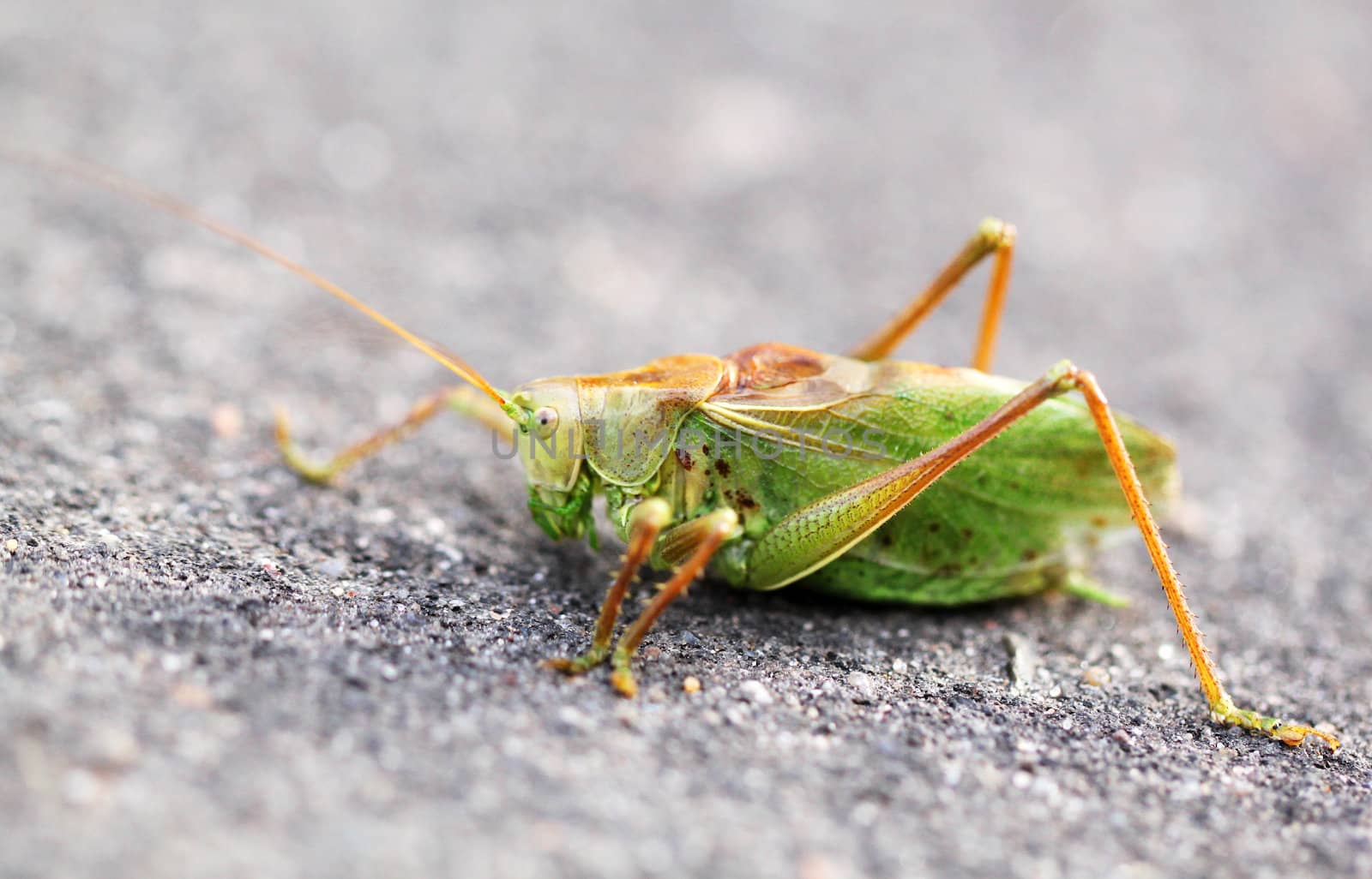 Large green grasshopper locust