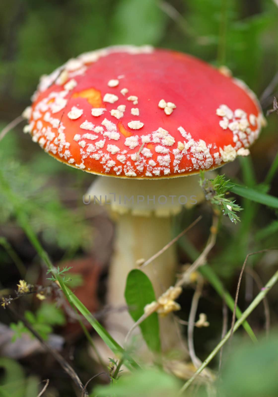 red fly agaric
