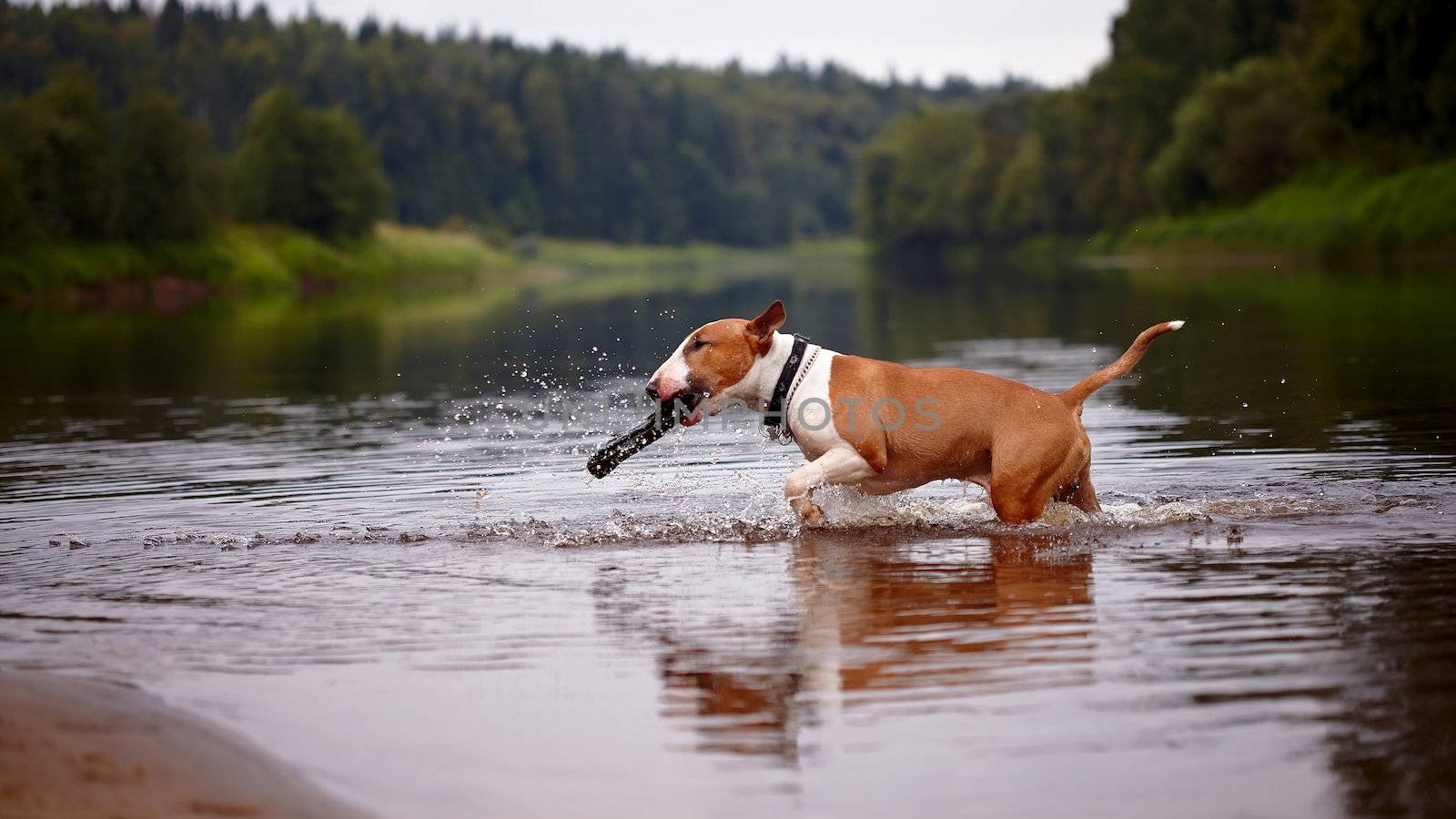 The bull terrier plays with a stick in the river by Azaliya