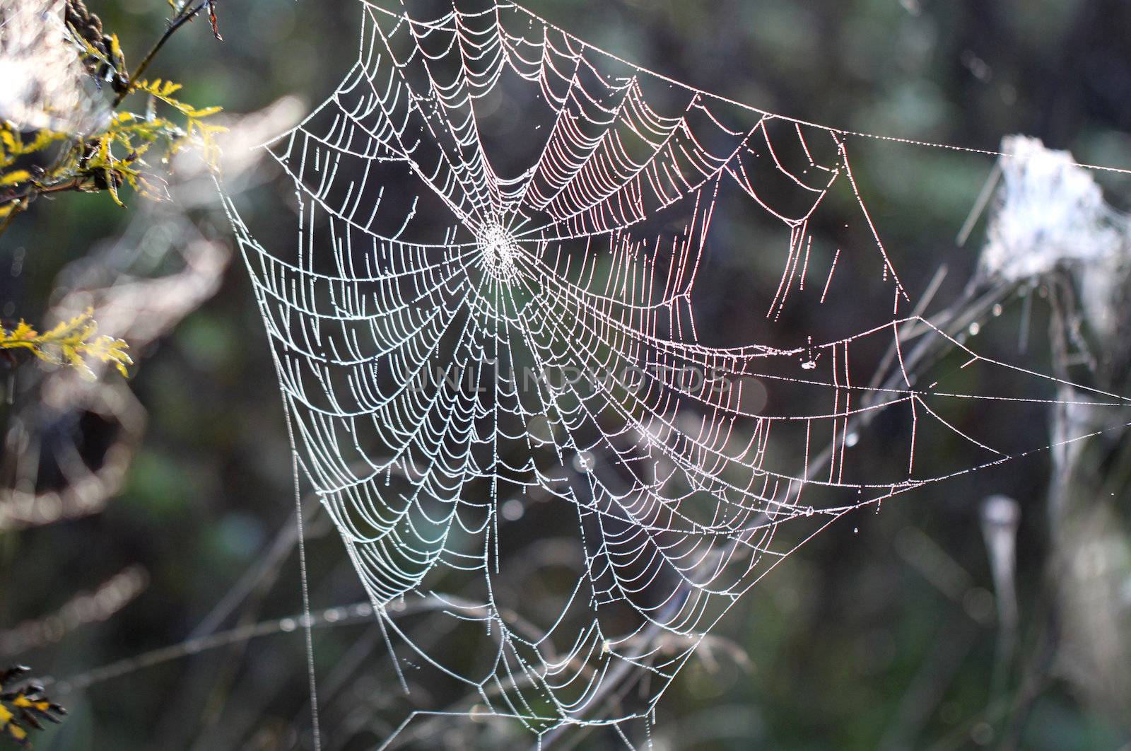 Spider web