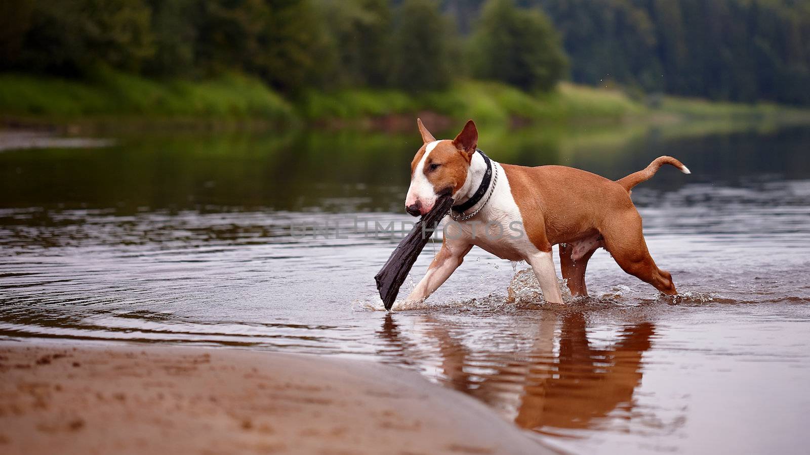 English bull terrier. Thoroughbred dog. Canine friend. Red dog. The bull terrier plays with a stick in the river