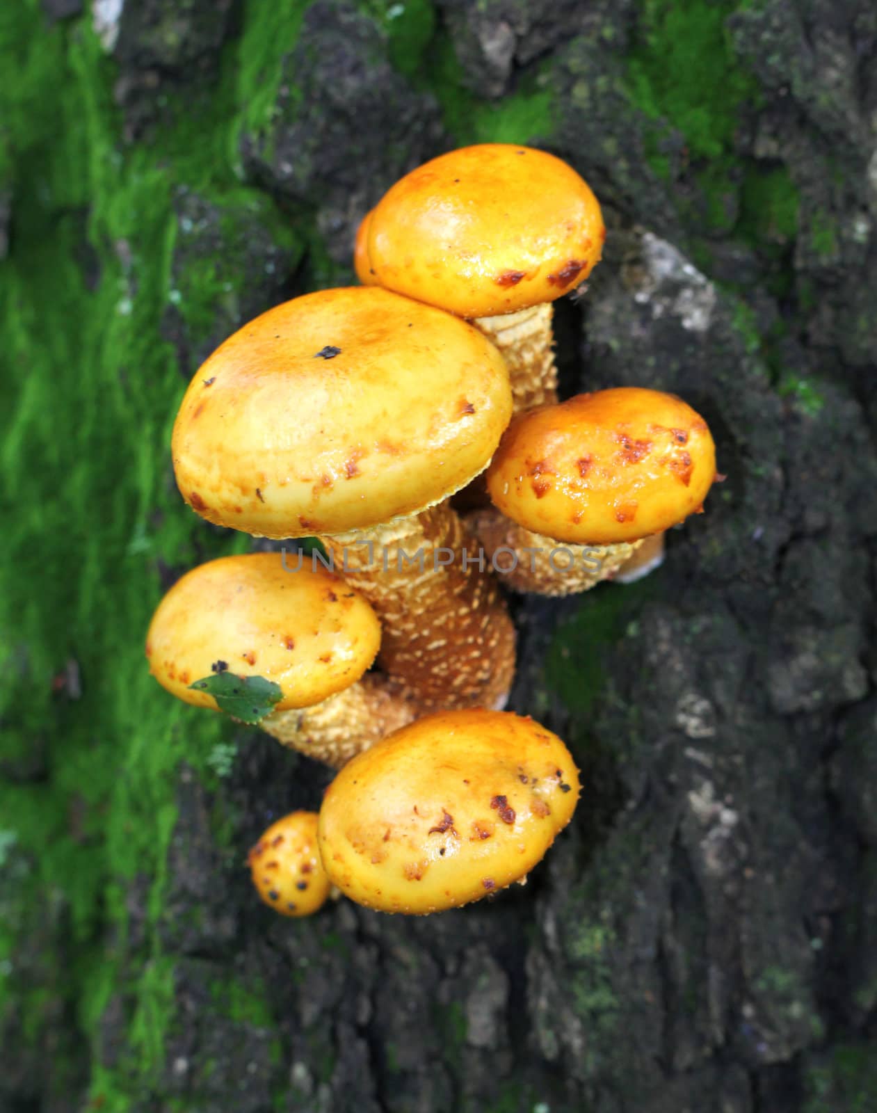 Yellow toadstool mushrooms on a tree