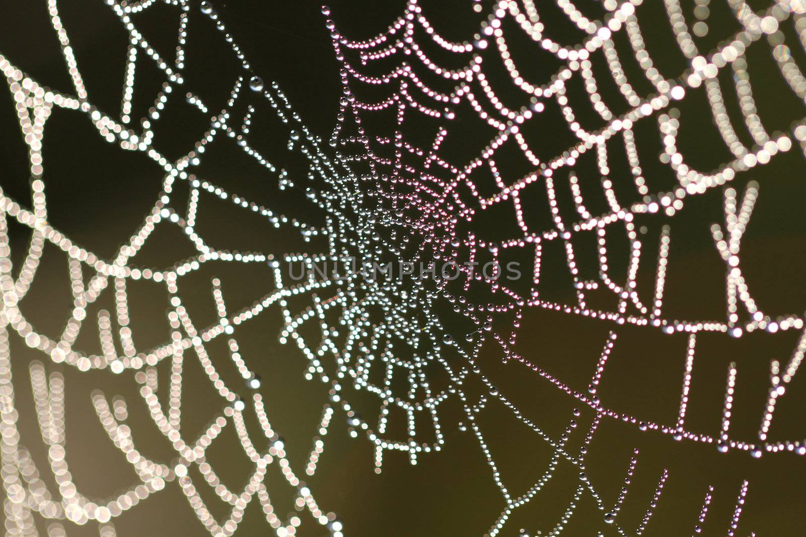 Spider web with drops