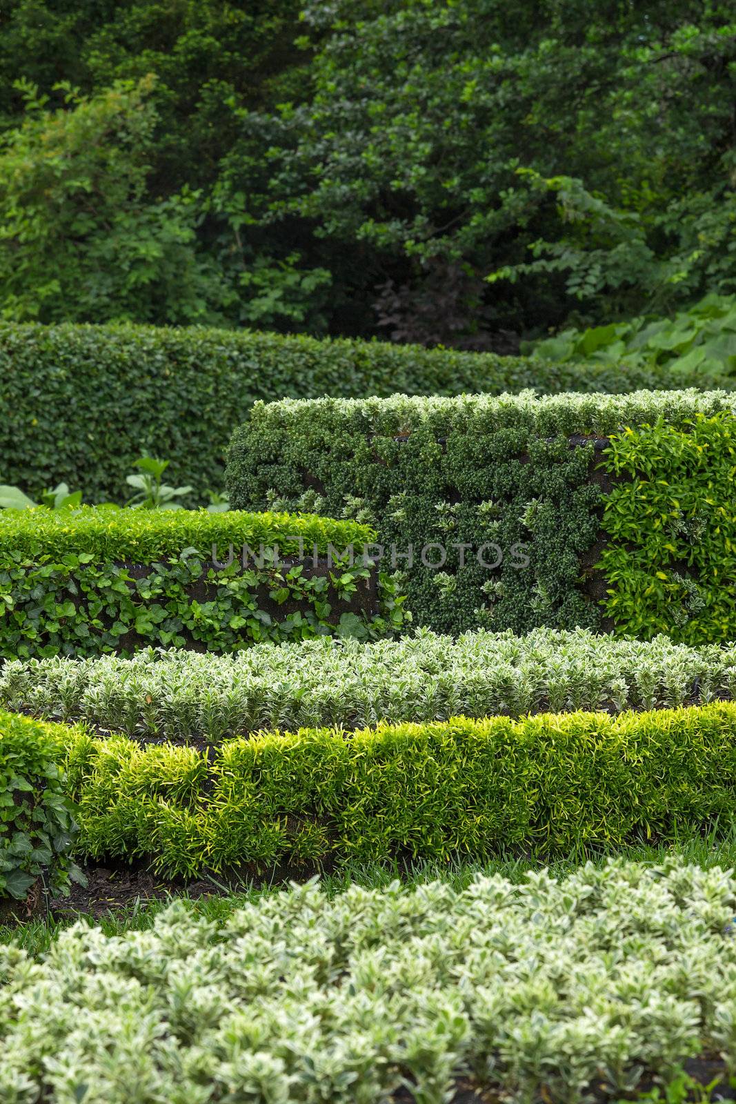 Ornamental garden. Trimmed shrubs of different shades of green.