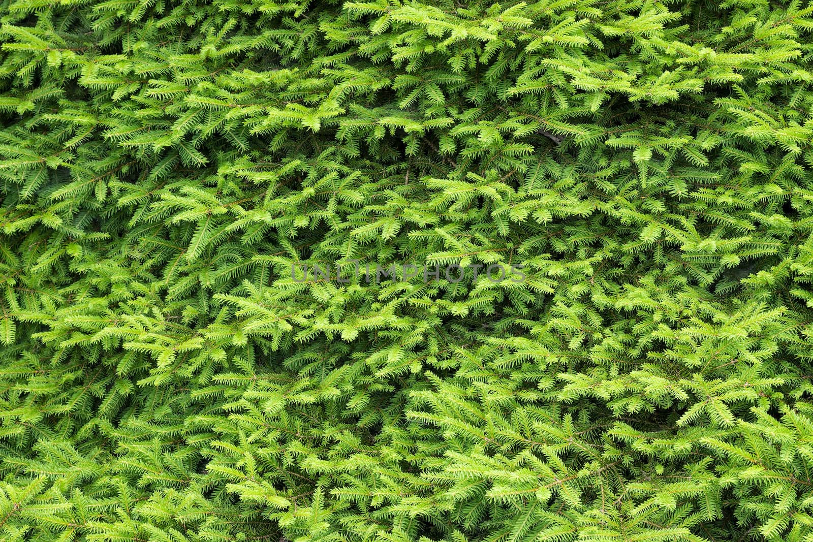 Close-up of a fir tree. Natural green background.