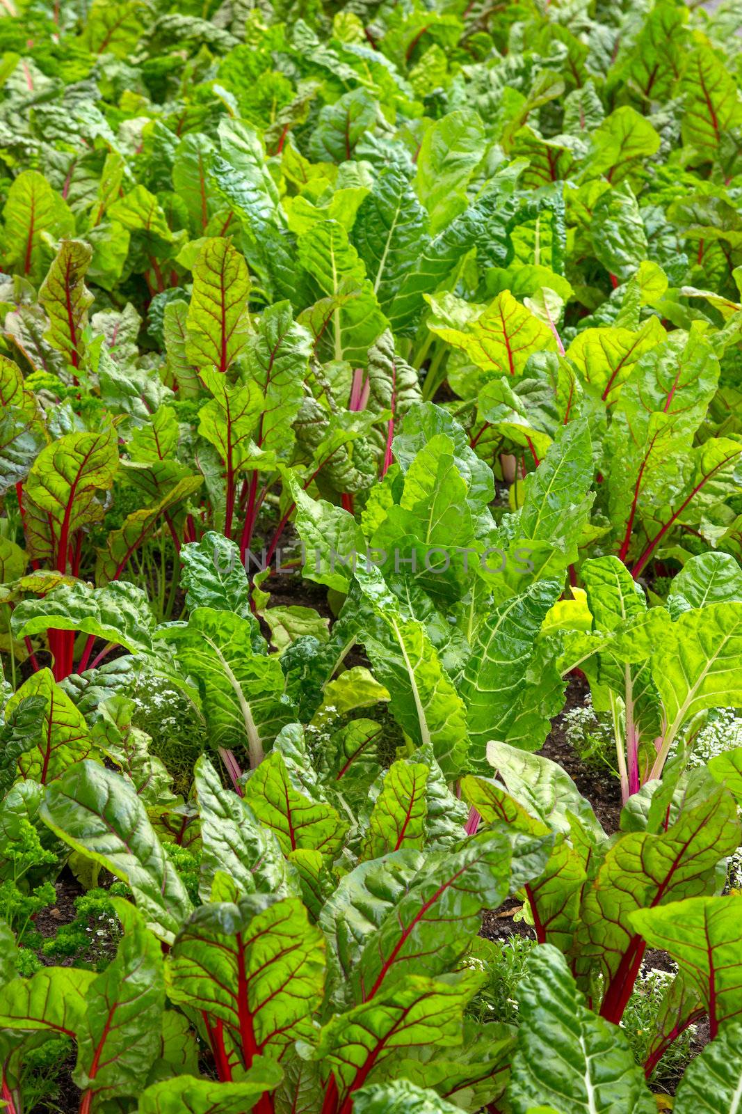 Beet growing in a fresh and healthy vegetable garden.