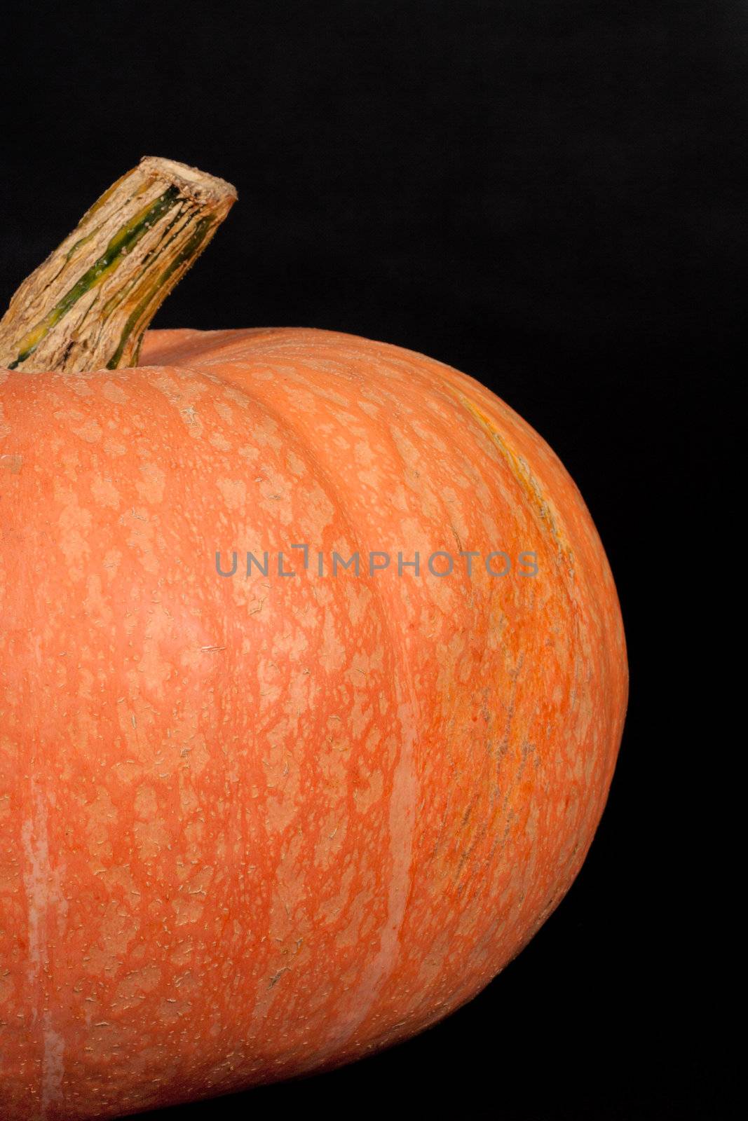 Halloweesn orange pumpkin by aguirre_mar