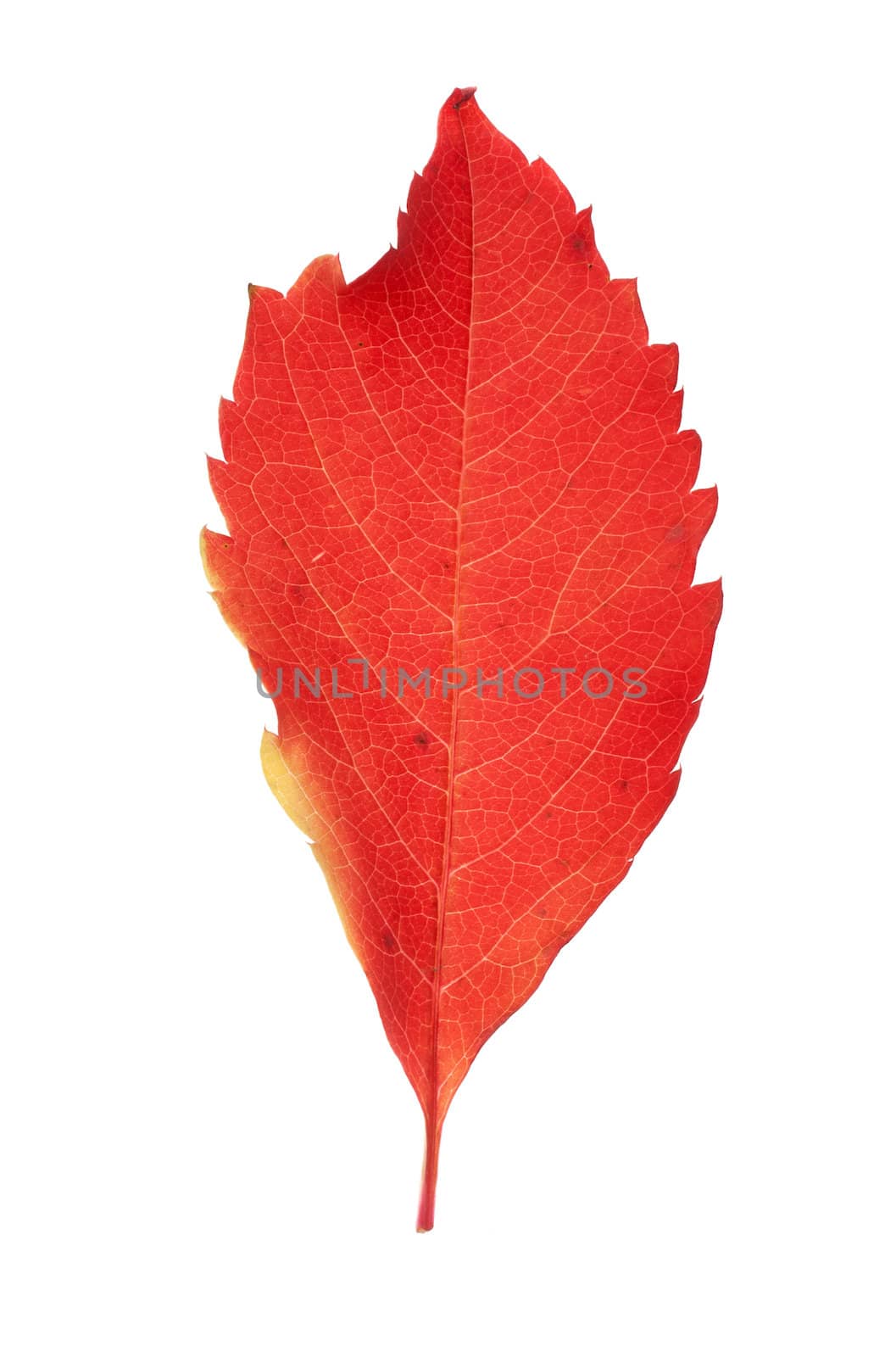 Autumn leaf by aguirre_mar