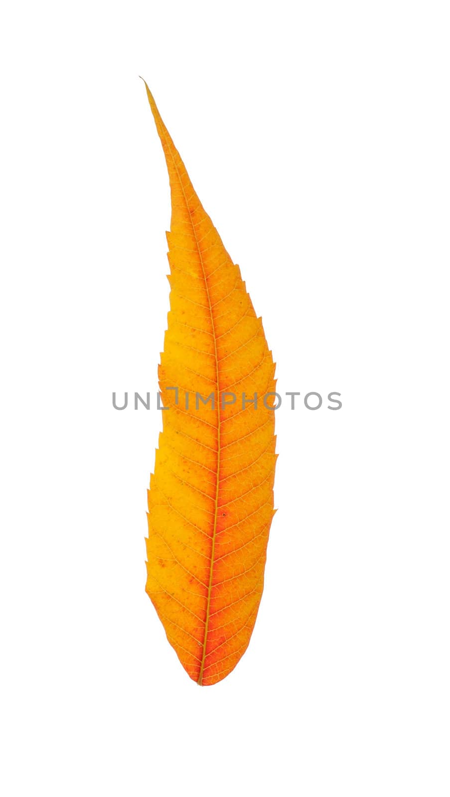 Autumn leaf, isolated on white