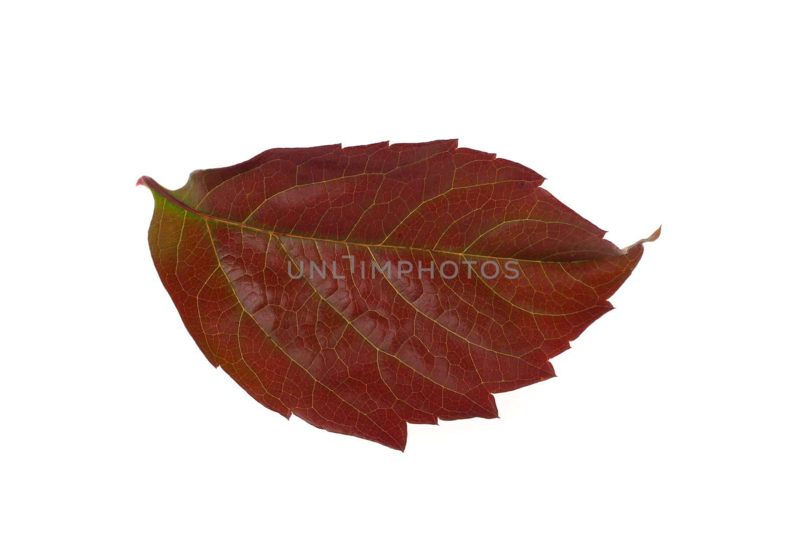 Autumn leaf by aguirre_mar