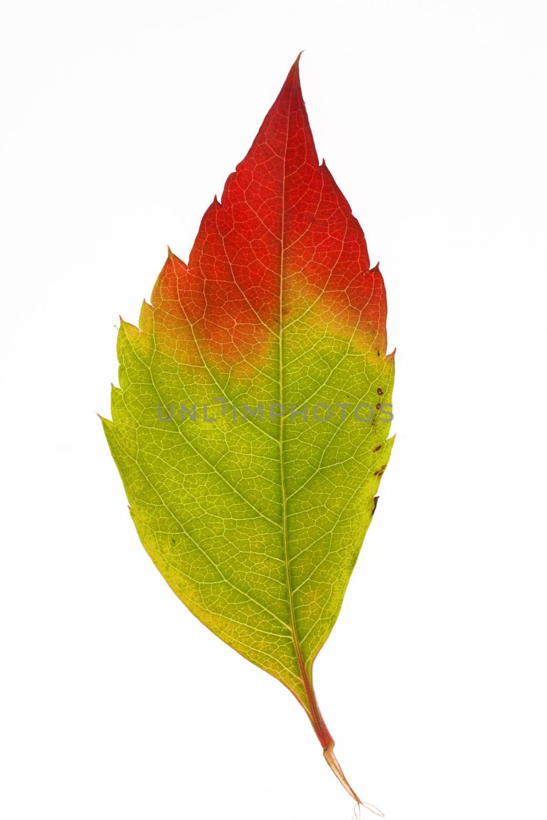 Autumn leaf, isolated on white