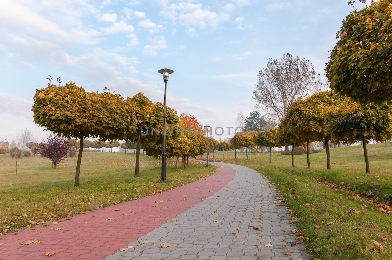 Alley in a park in autumn. by mkos83