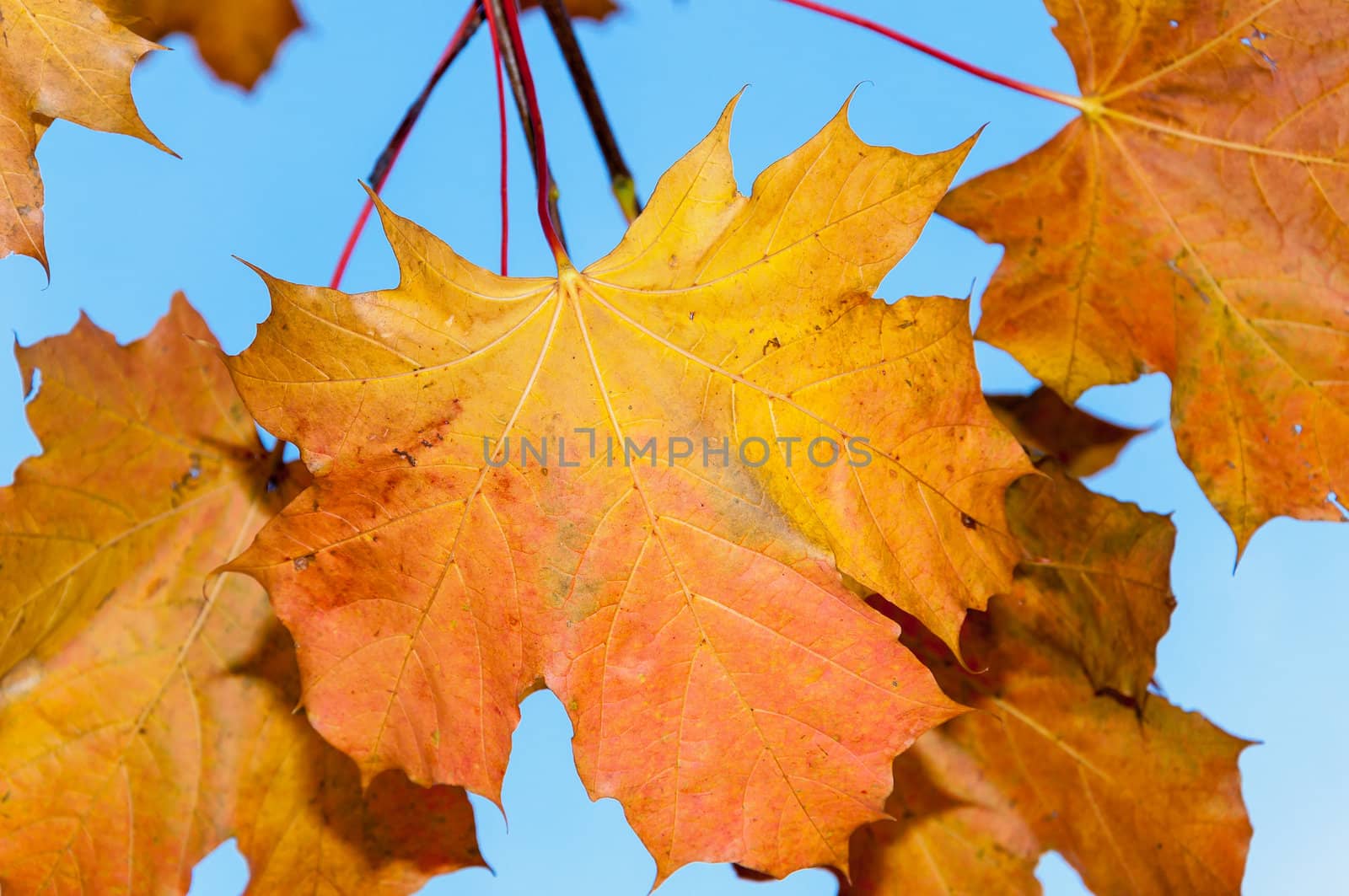 Autumn maple leaf by mkos83