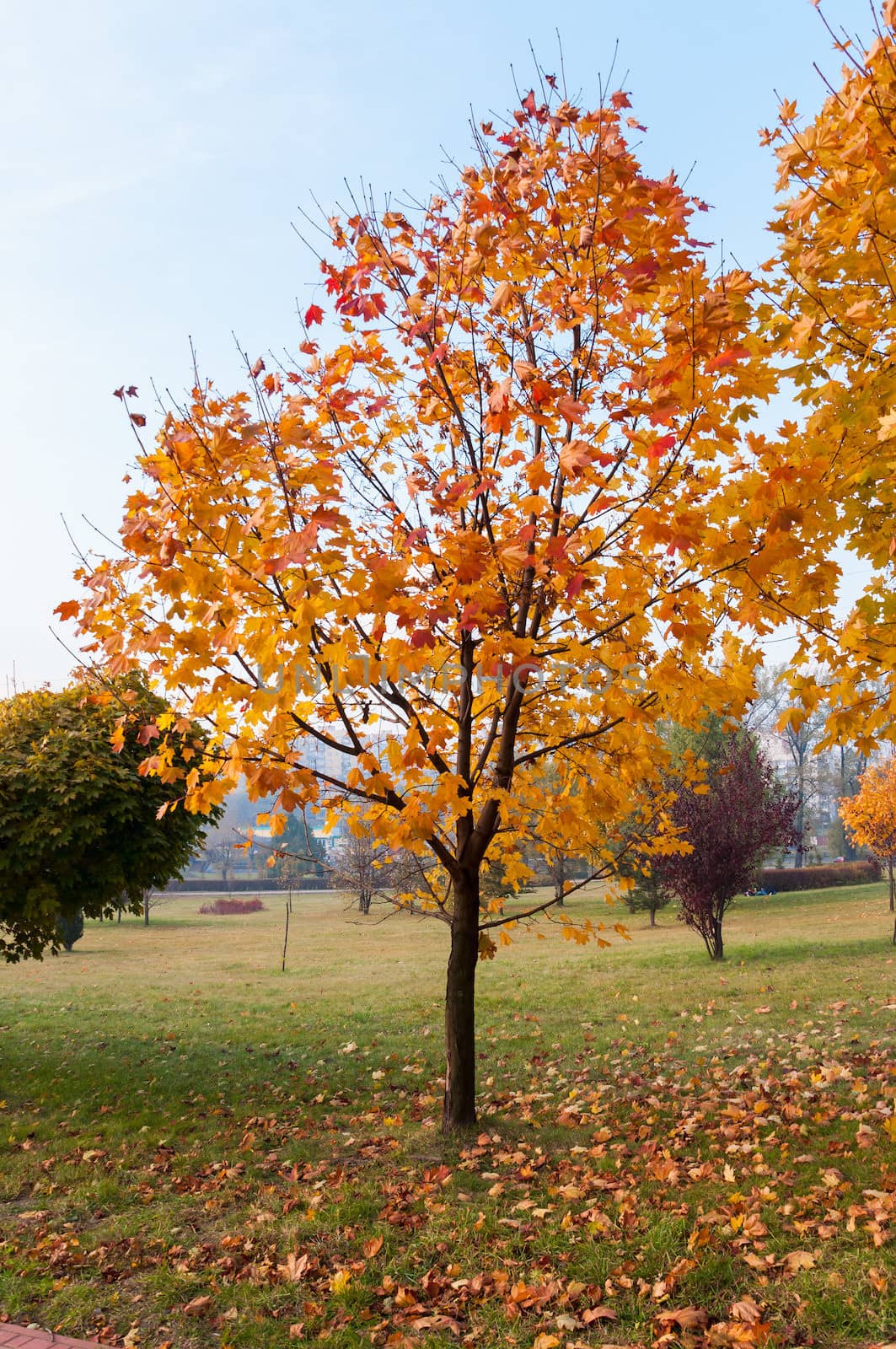 Autumn maple tree in a park. by mkos83