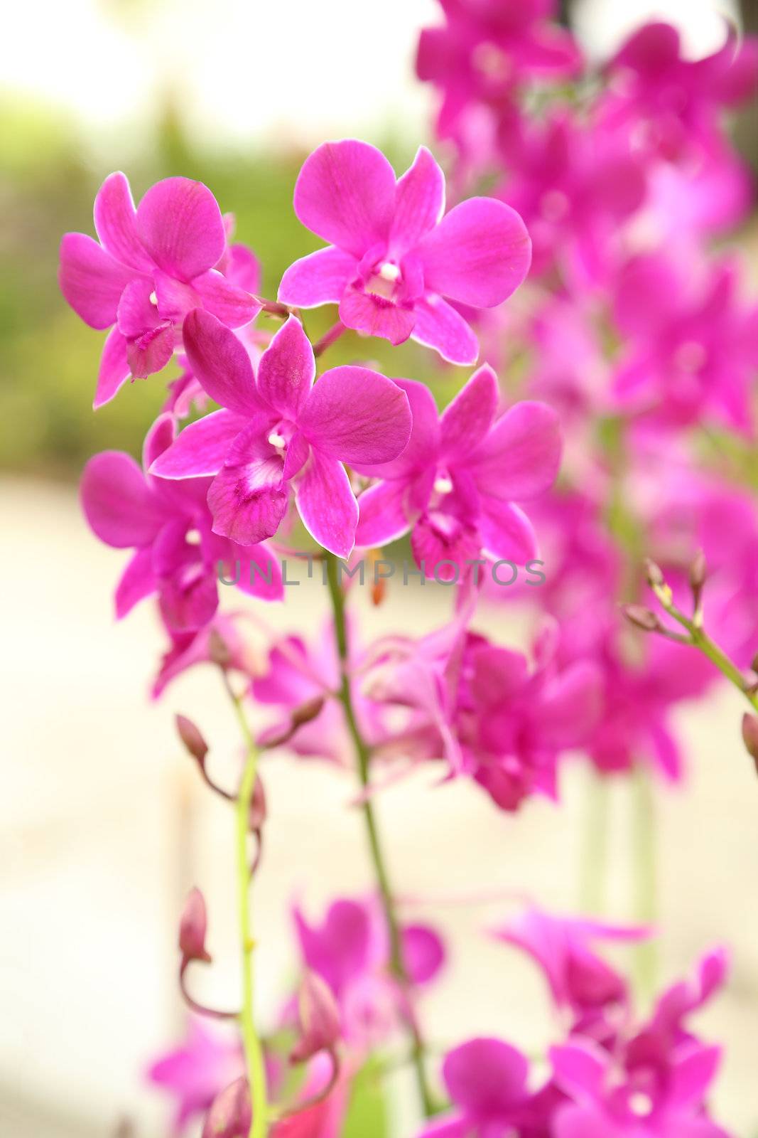 purple orchid plant in the garden