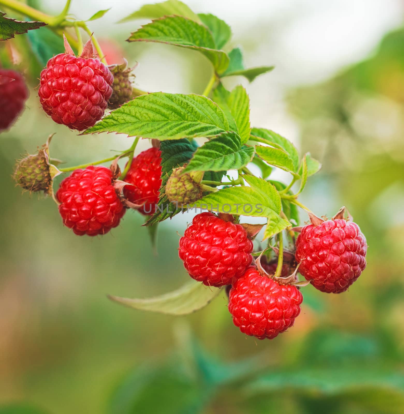 Raspberry. Raspberries. Growing Organic Berries closeup  by ryhor