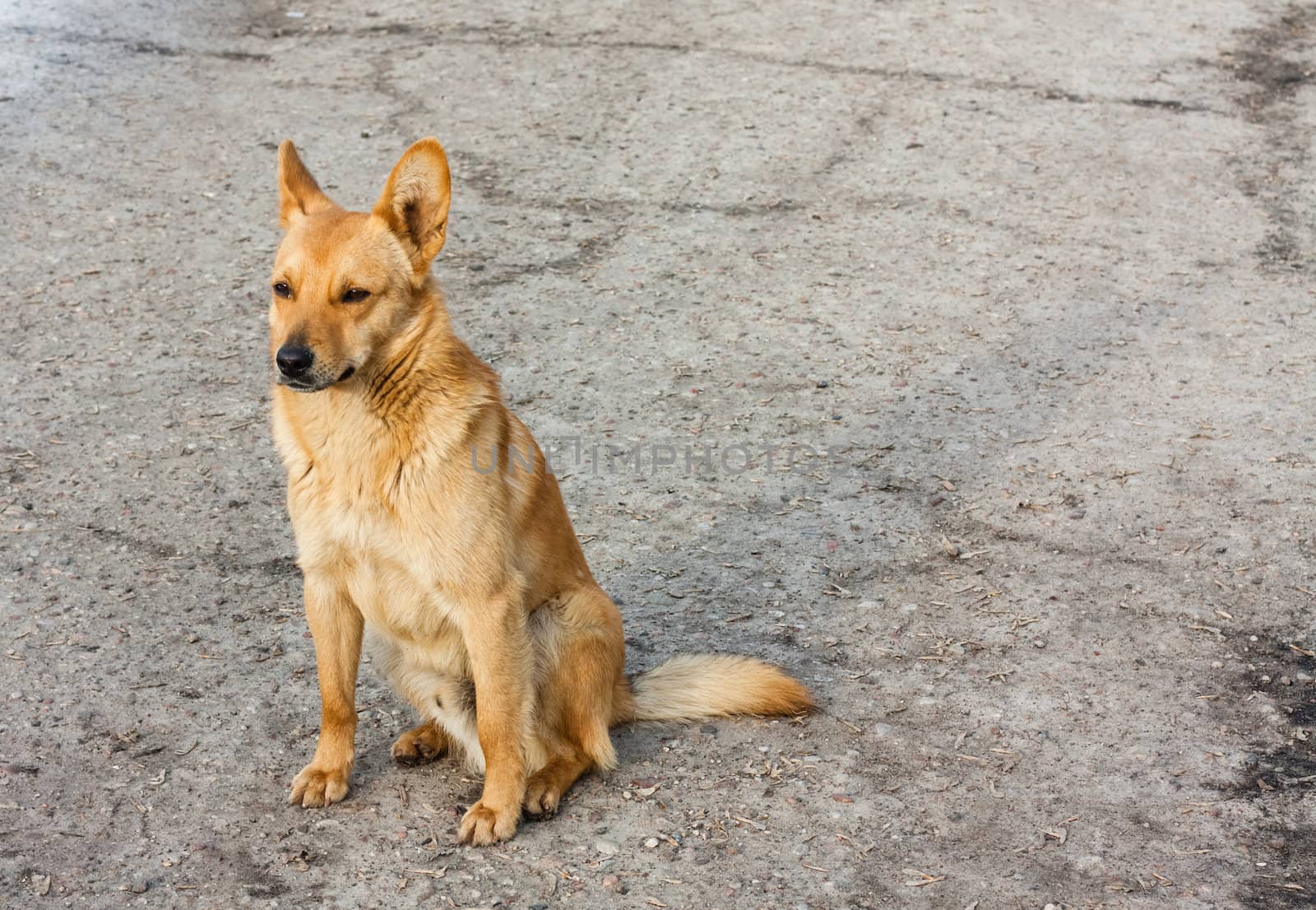 Red Dog Sitting On The Road by ryhor