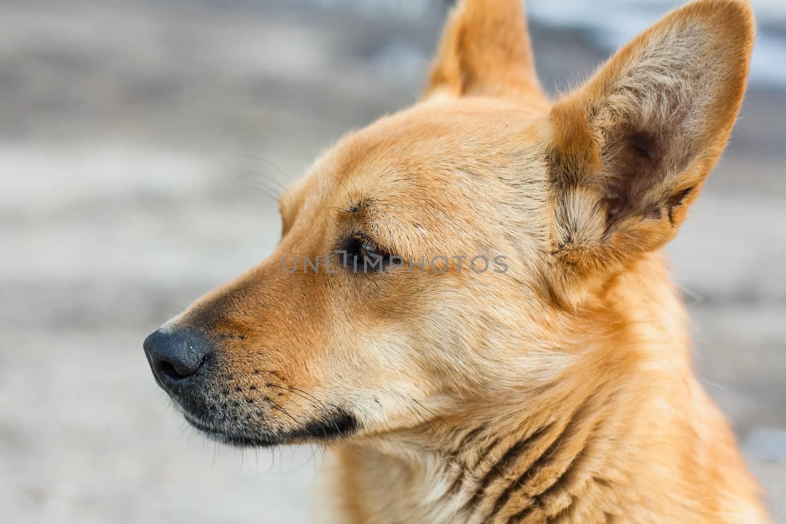 Close Up Portrait Of Red Dog