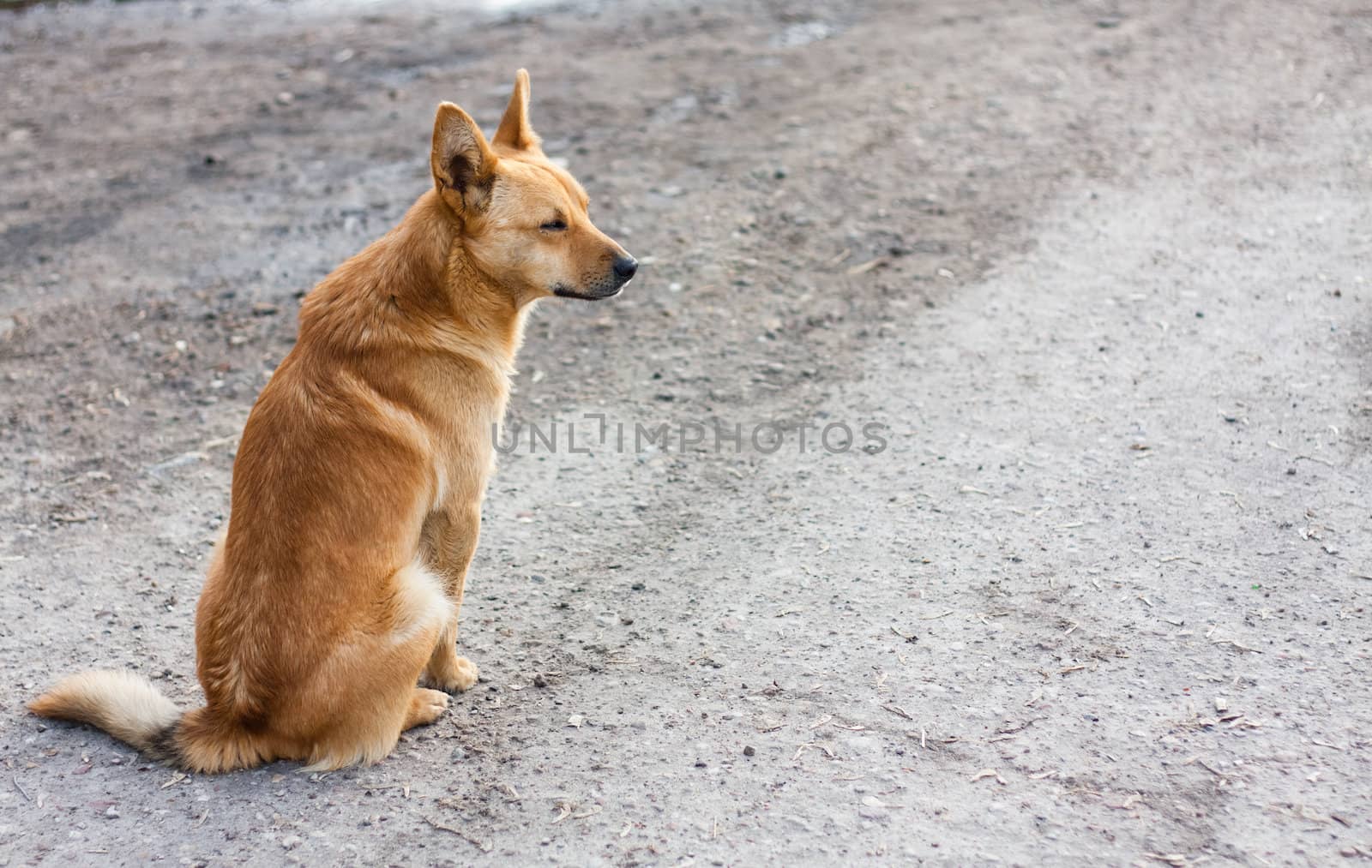 Red Dog Sitting On The Road by ryhor