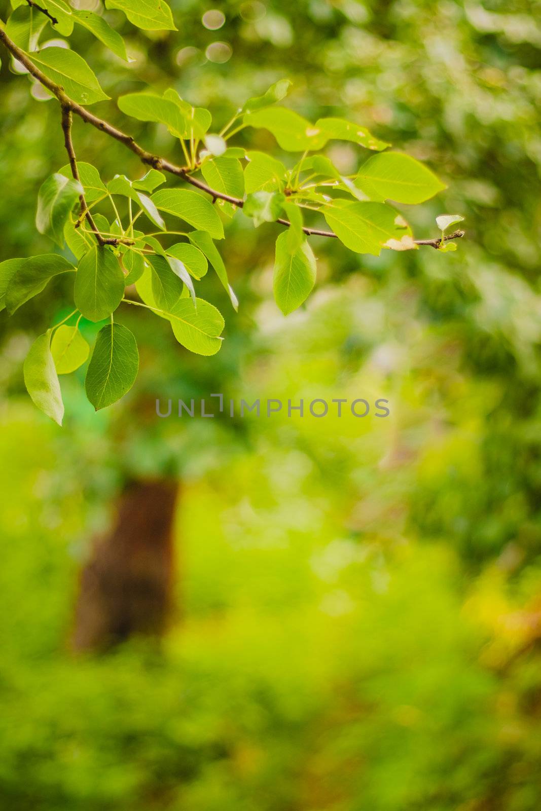Blurred lights backdrop bright green. Spring bokeh. Abstract summer background