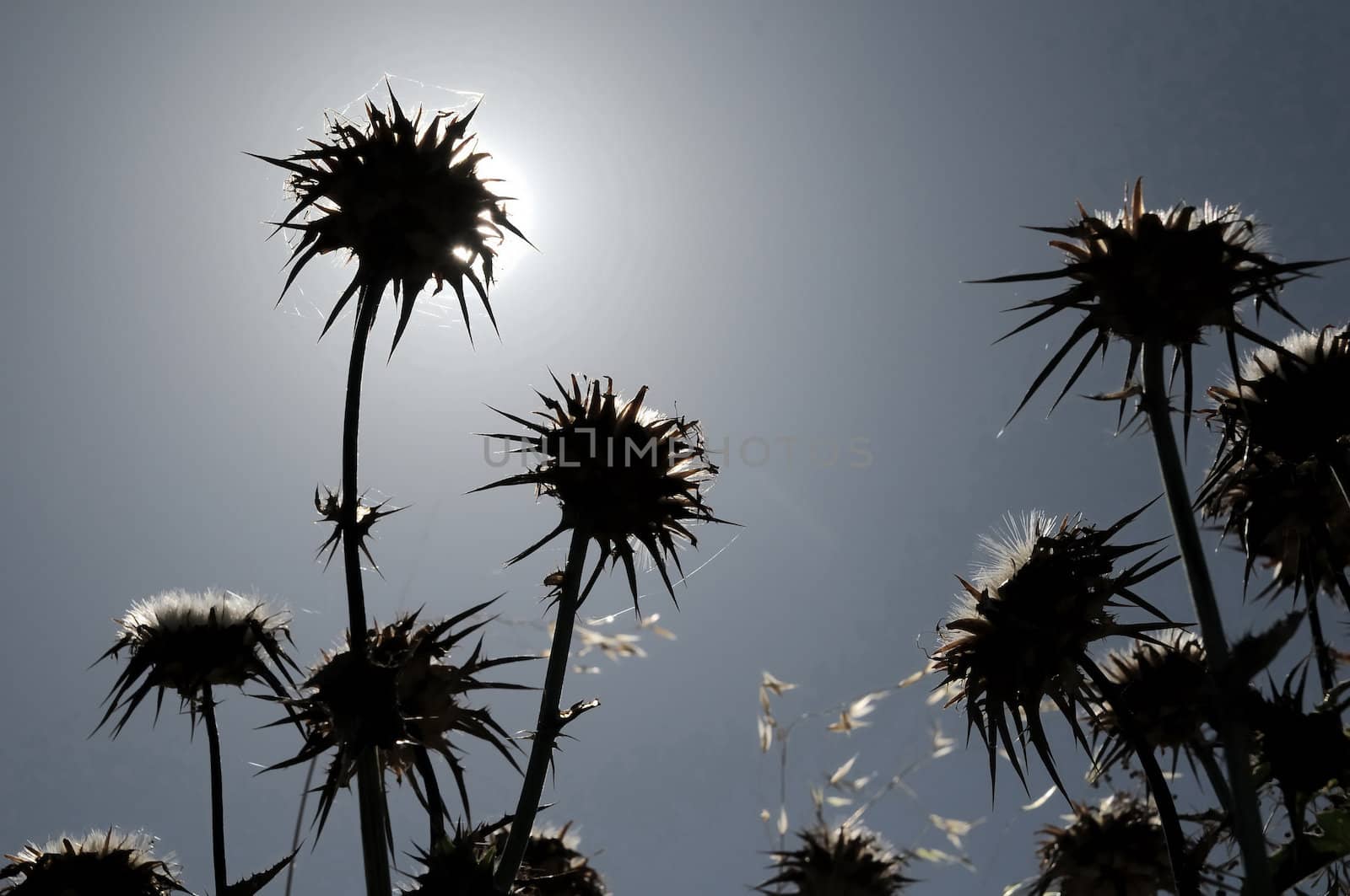 Silhouette Dried Flowers with Thorns in the Desert