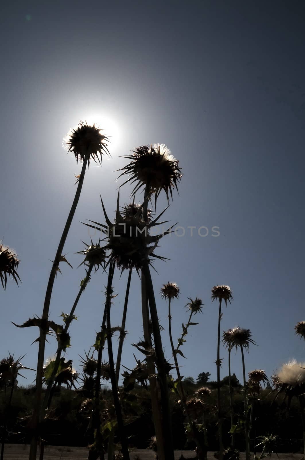 Silhouette Dried Flowers with Thorns in the Desert