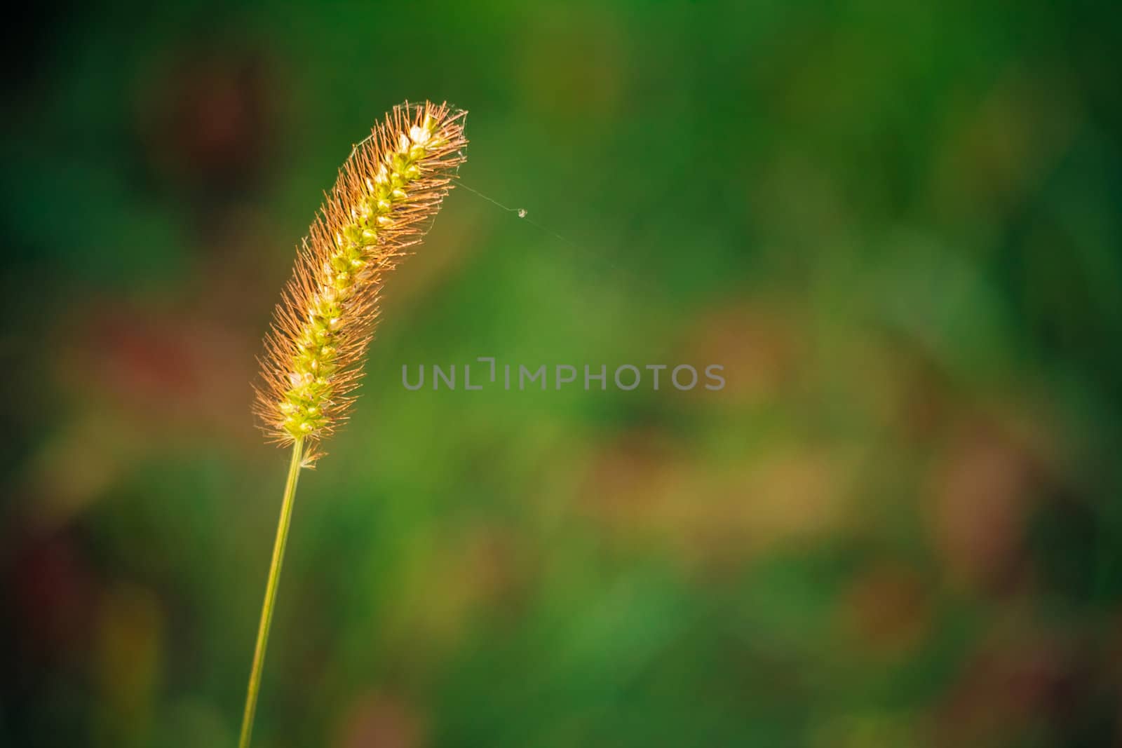 Green Macro Image Of Summer Grass.