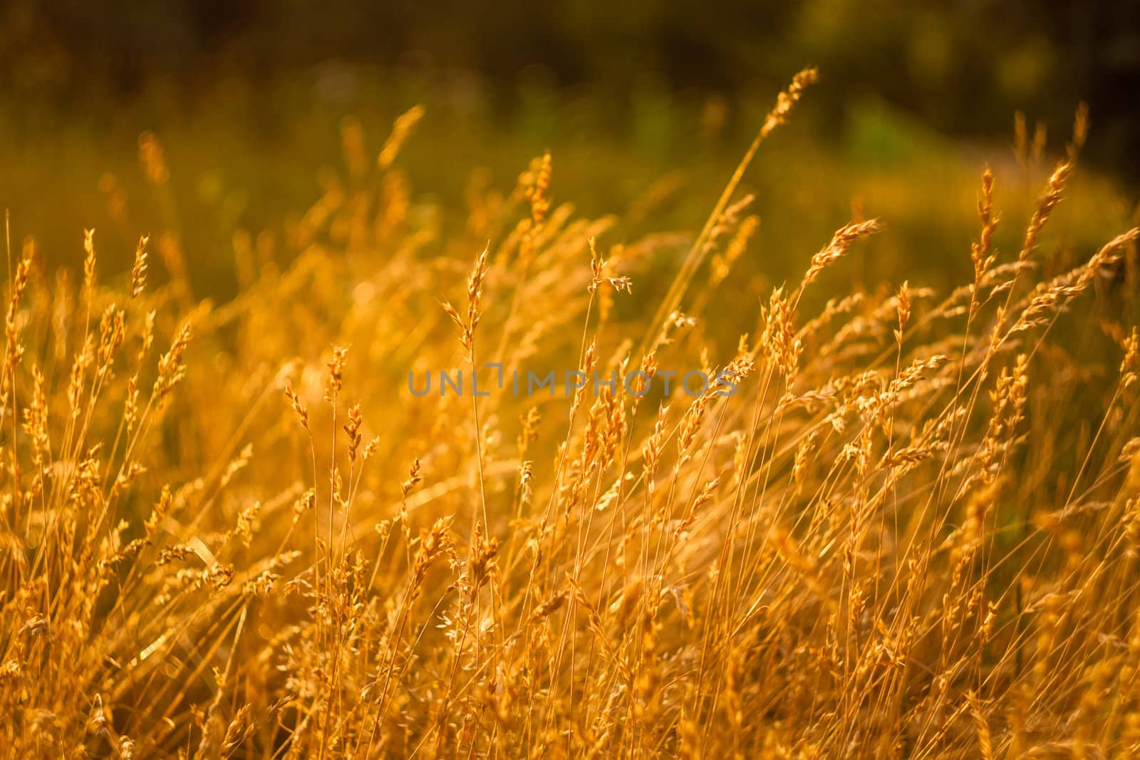 Summer Grass On Meadow by ryhor