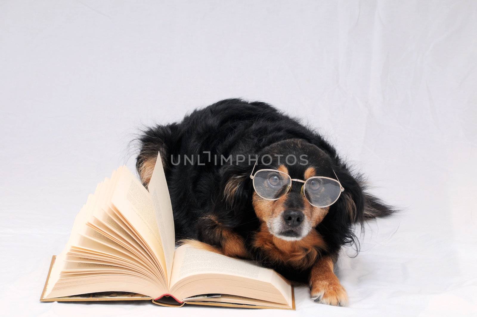 Reading Dog by underworld