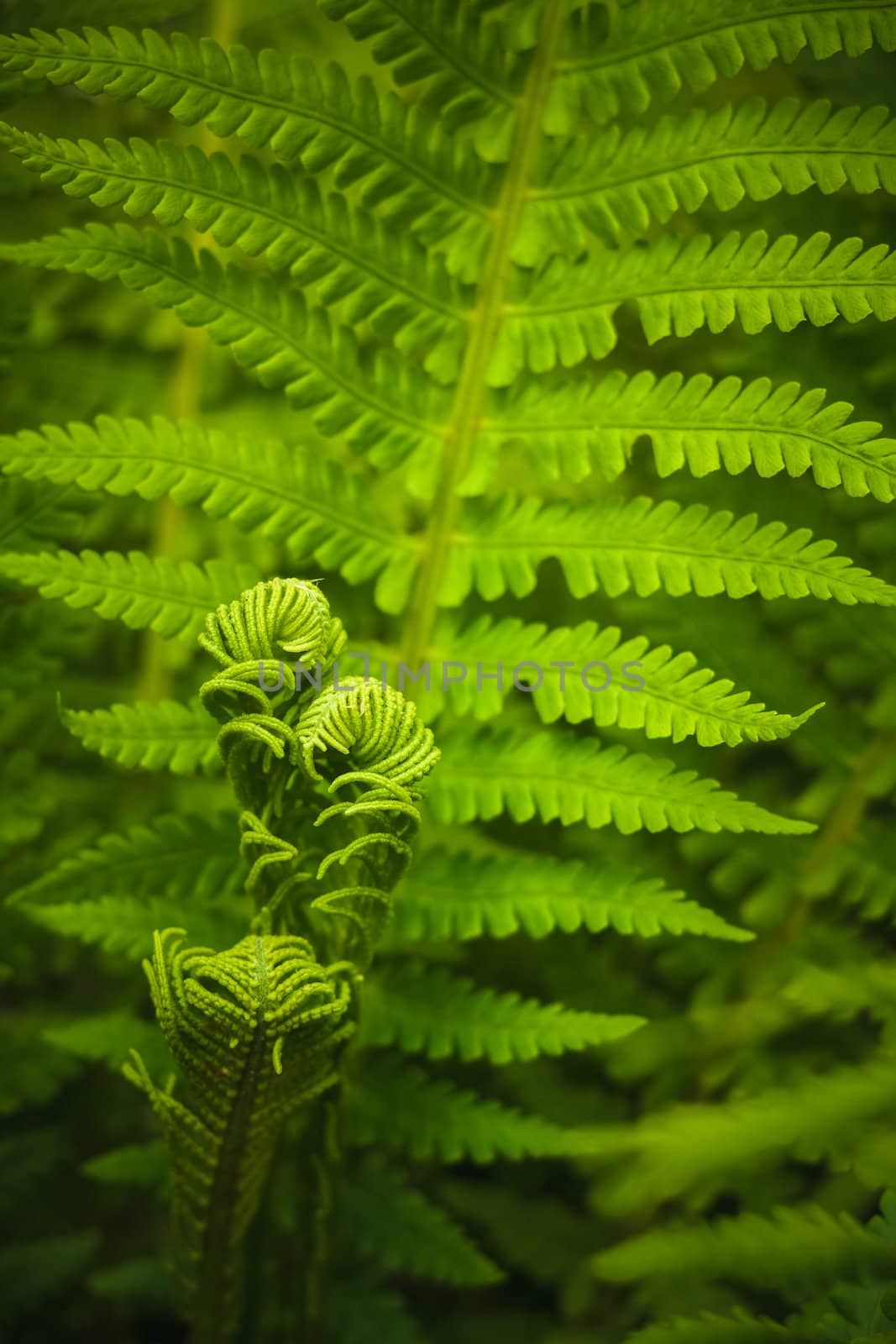 Young Fern Leaf. Nature Background (Dry��pteris, Dryopteridaceae)