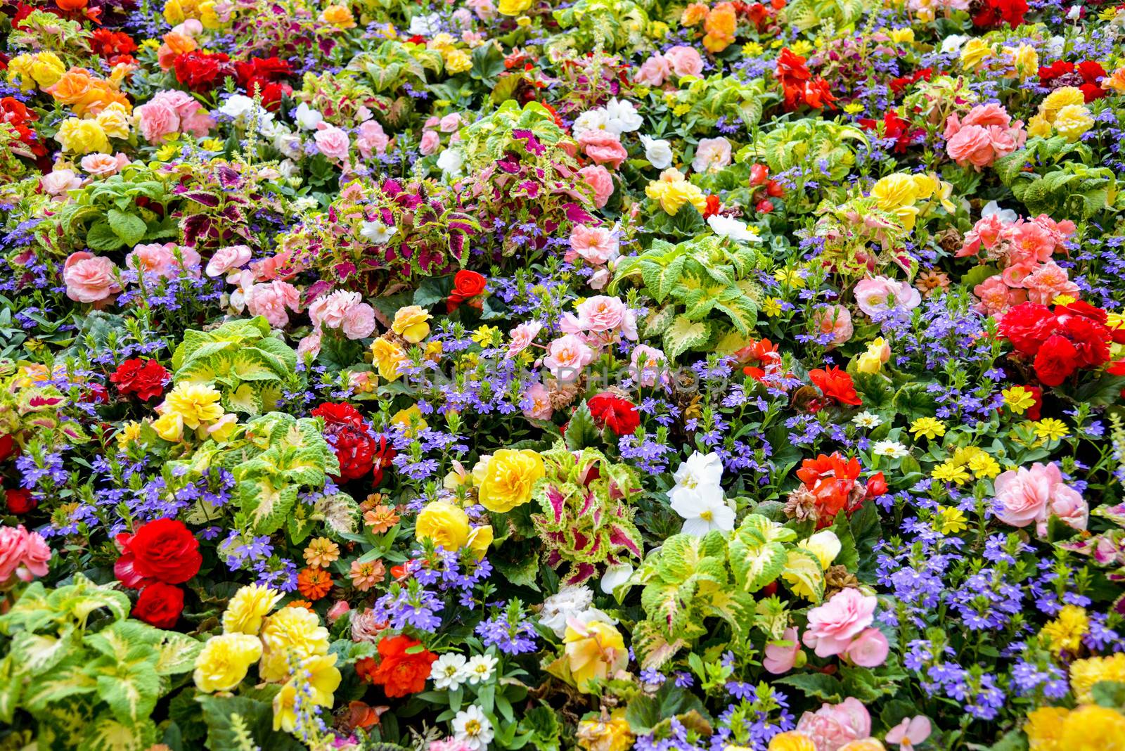 Colorful flower in the garden