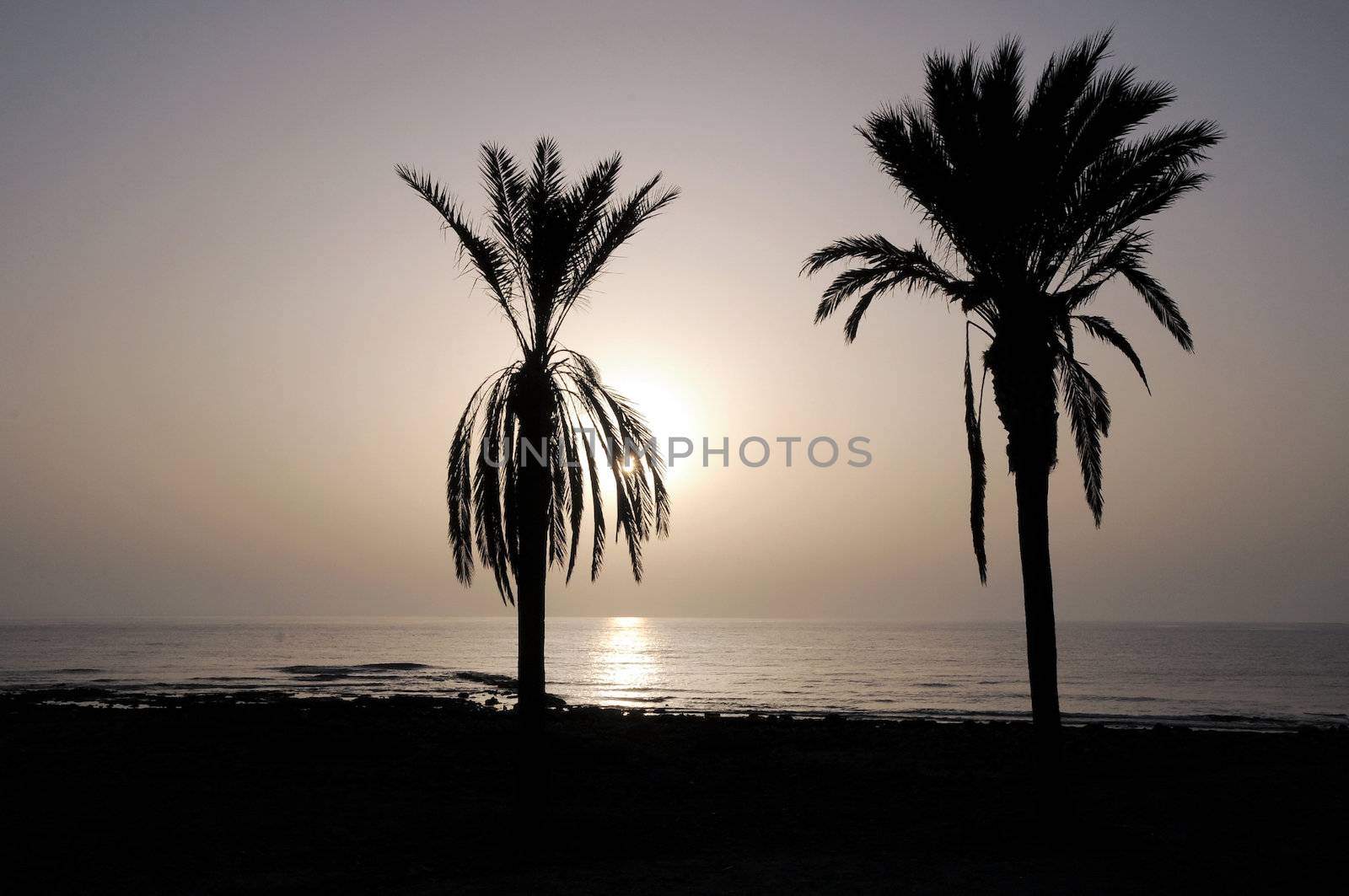 Silhouetted Palm Near The Atlantic Ocean At Sunset In Canary Islands