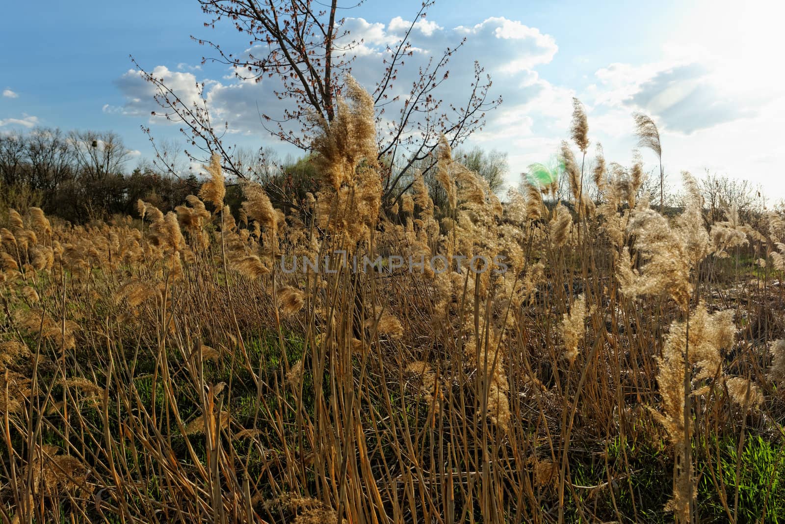 Reed in cloudy bright weather, the wind