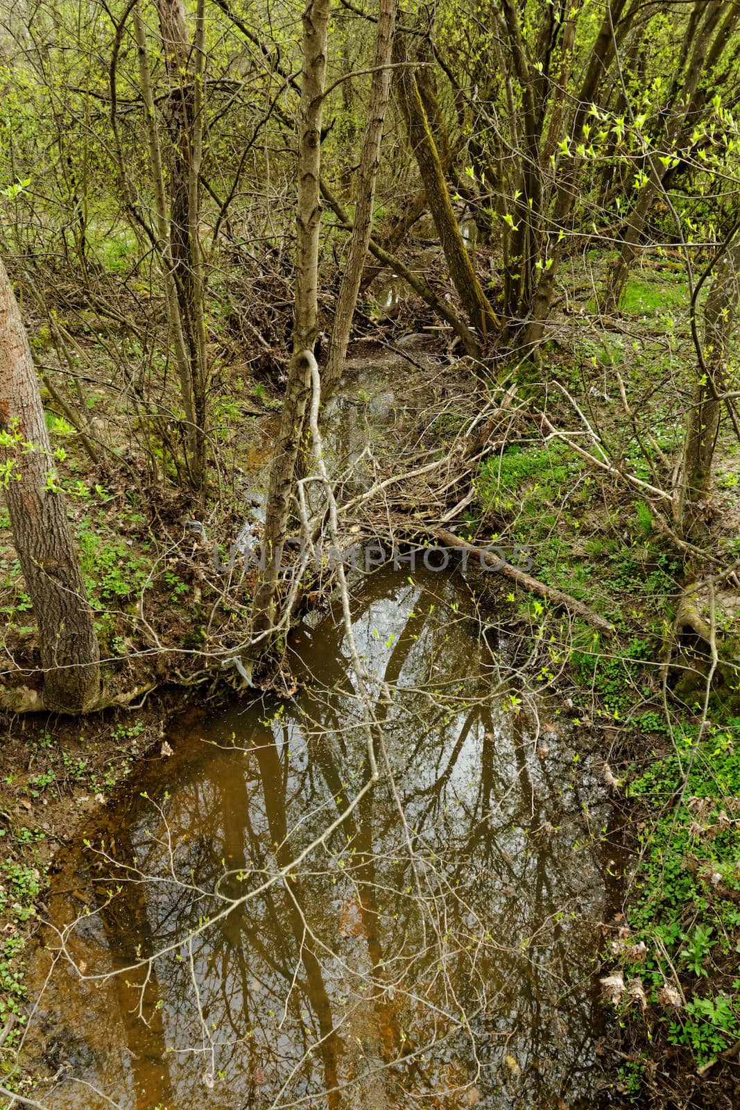 small stream in the forest