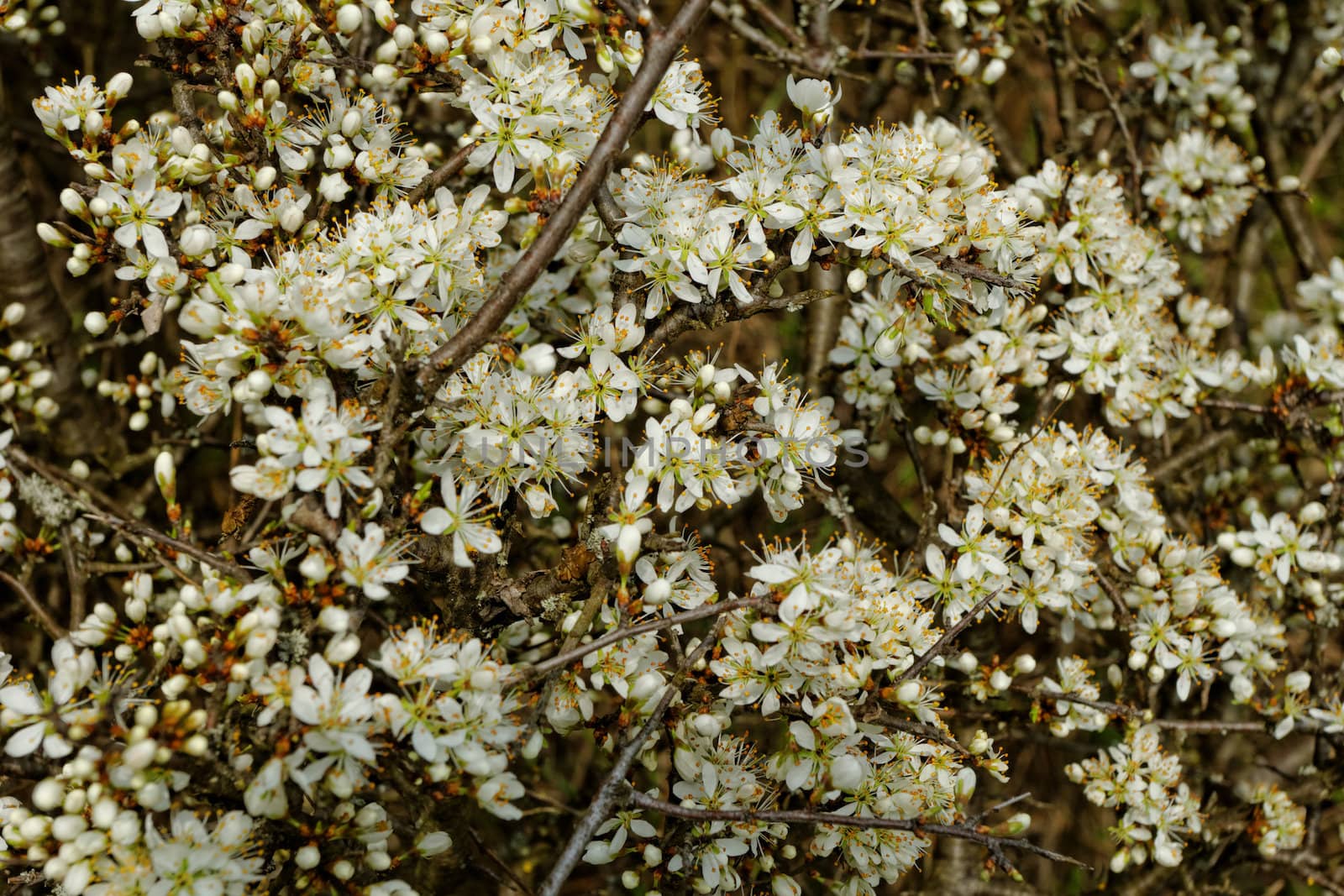 white blossom of the tree by NagyDodo