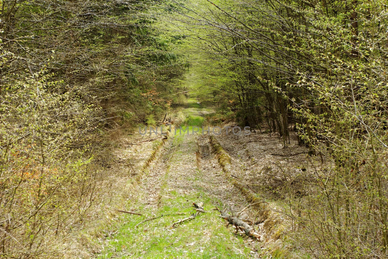 dirt road in the forest by NagyDodo