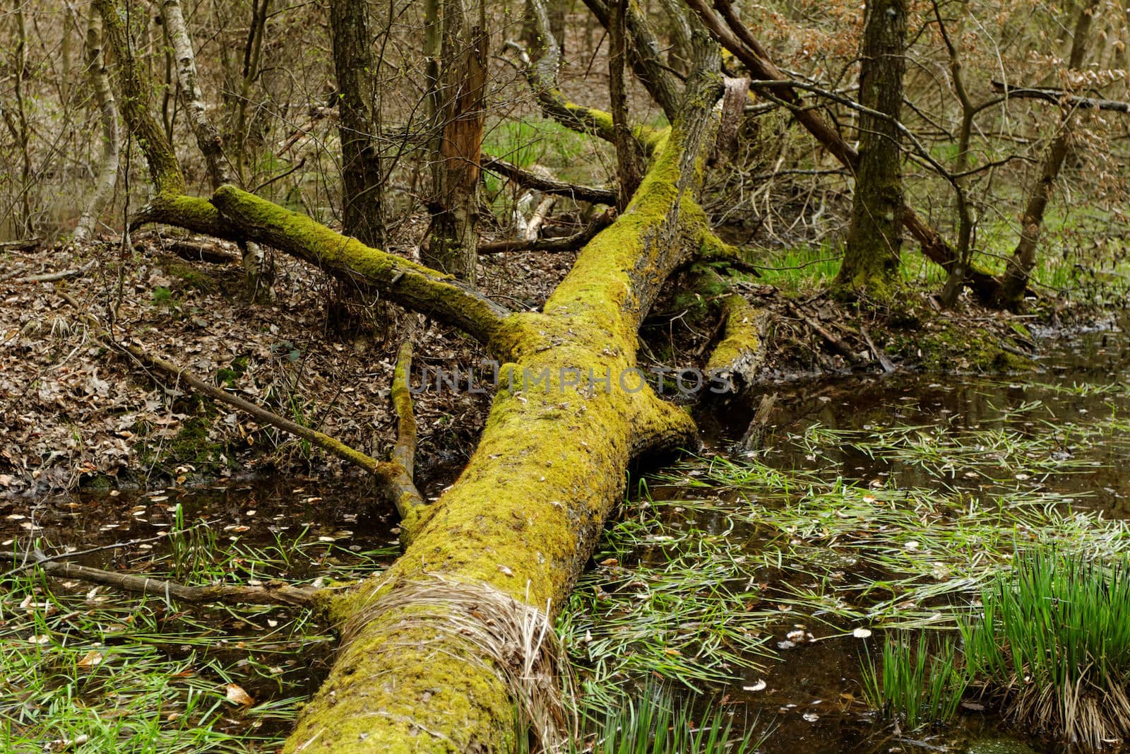 fallen tree with moss by the lake