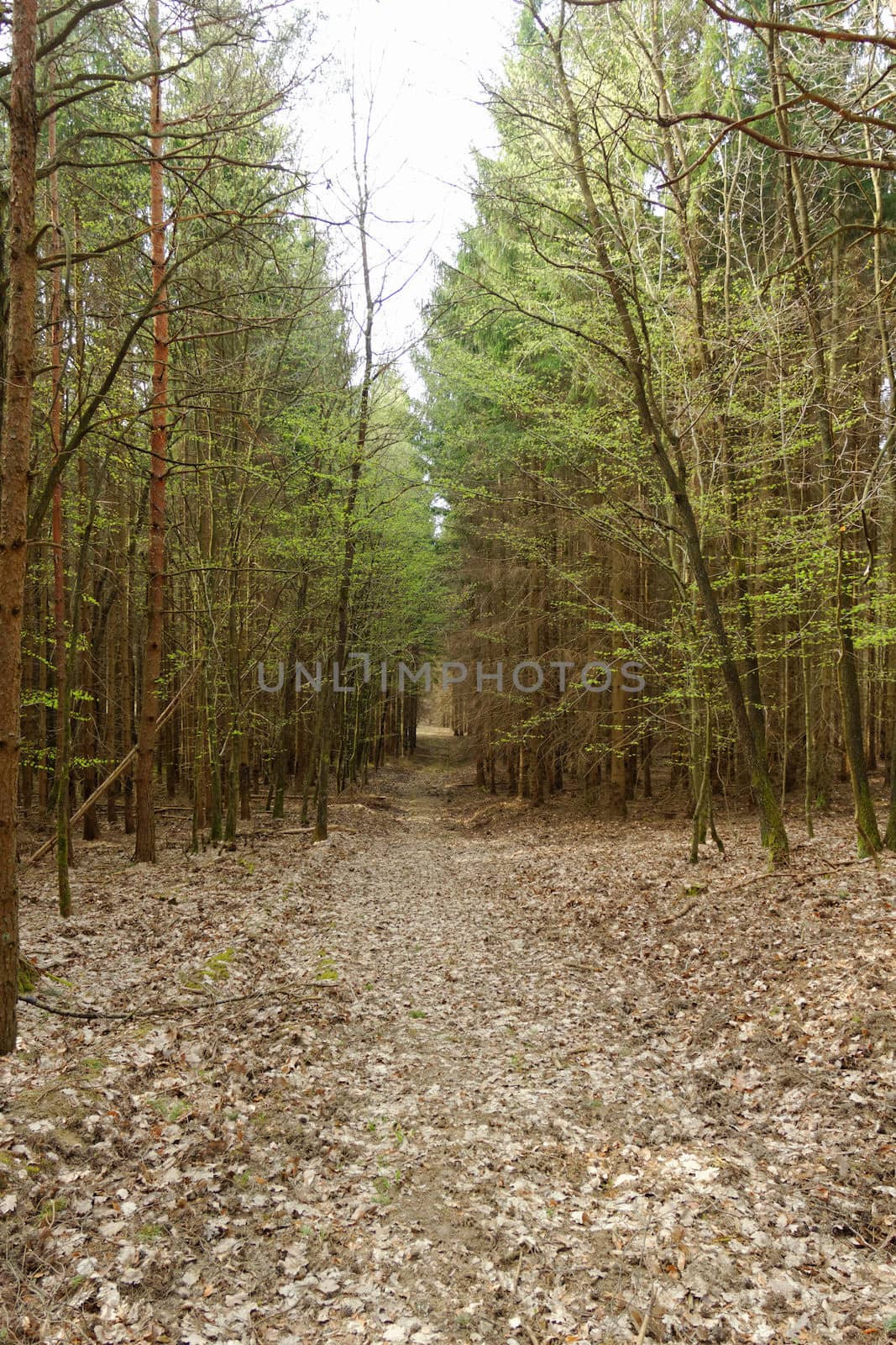dirt road in the forest by NagyDodo