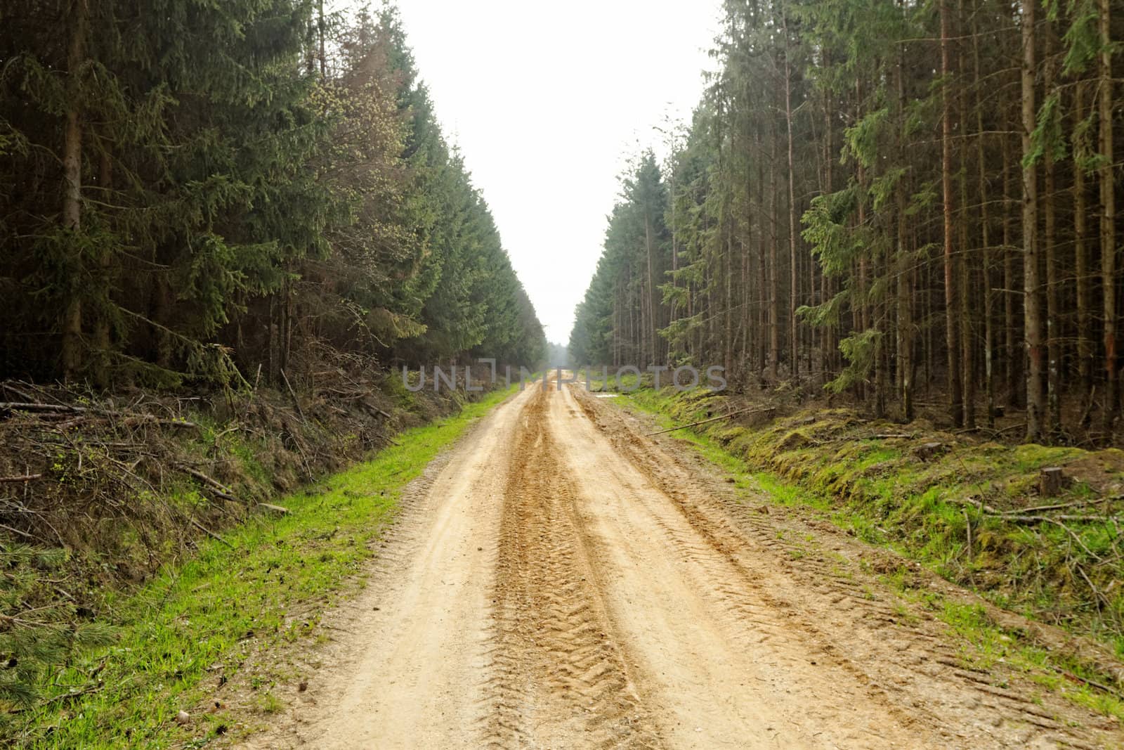 dirt road in the forest