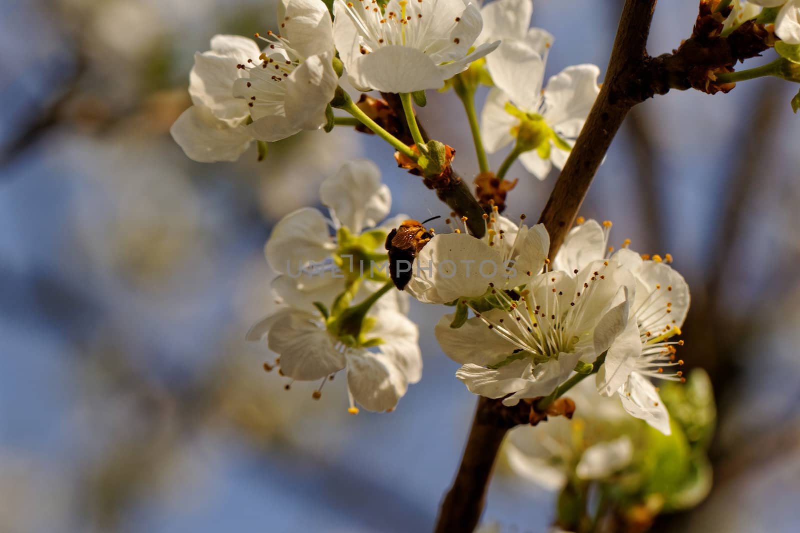 blossom tree with a bee pollination