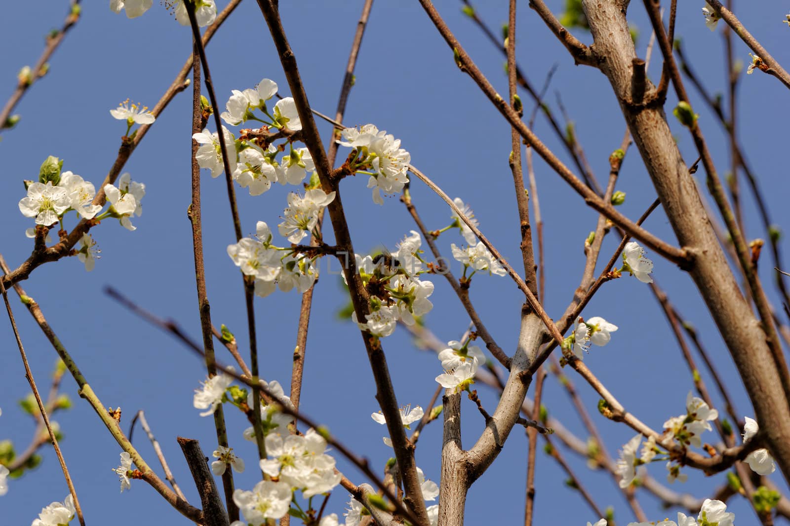 blossom tree with a bee pollination