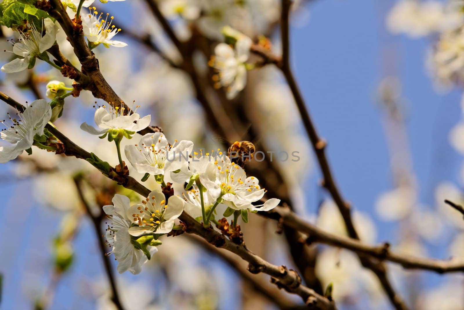 blossom cherry tree with bee by NagyDodo