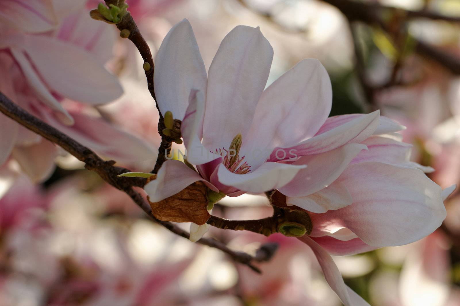 Spring Blossoms of a Magnolia tree