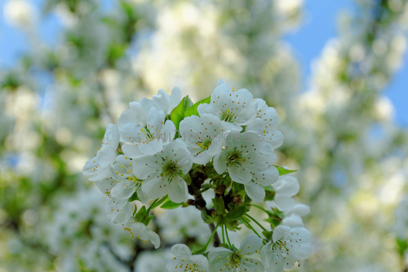 blossom cherry tree by NagyDodo