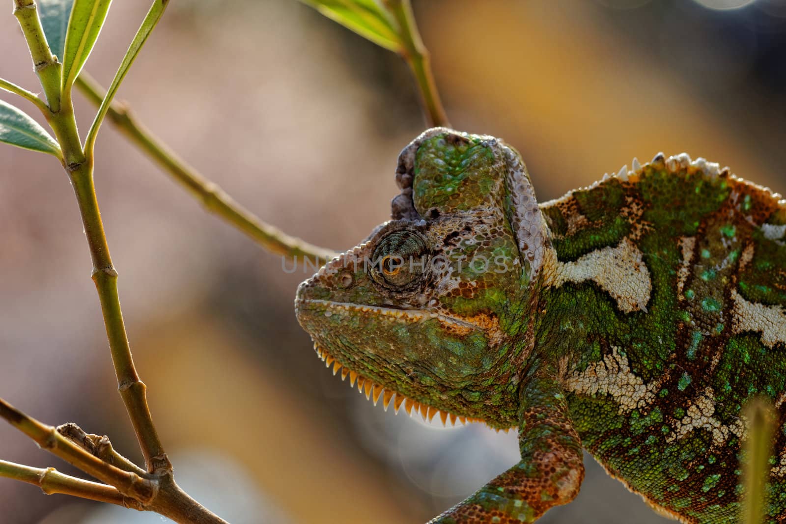 Chameleon on the leaf (Chamaeleo calyptratus)