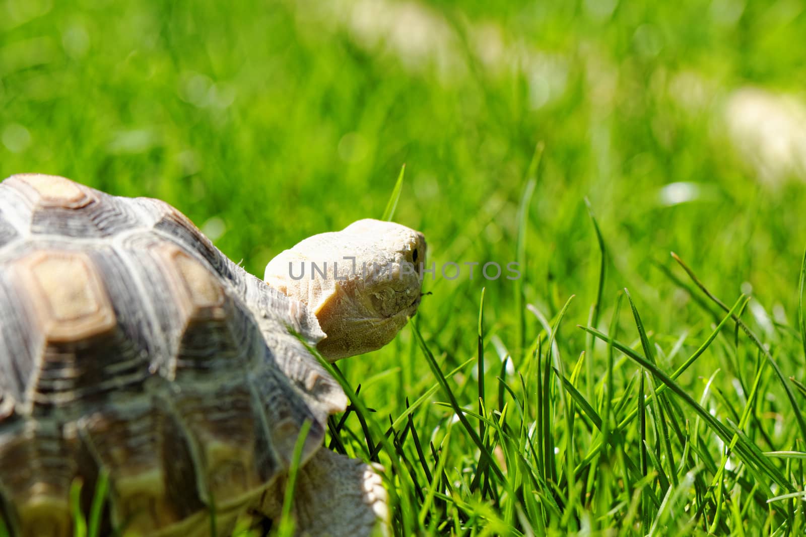 African Spurred Tortoise by NagyDodo