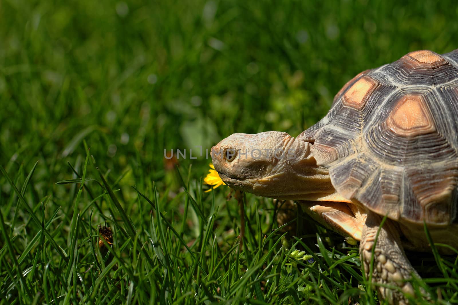 African Spurred Tortoise (Geochelone sulcata) in the garden